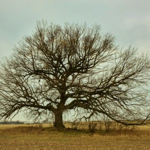 IMG_2792 (2)